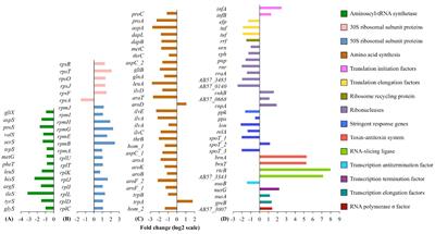 The Transcriptomic Signature of Tigecycline in Acinetobacter baumannii